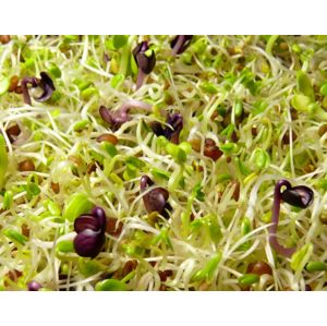 GRIZLY Brokolica, reďkev, ďatelina BIO mix semienok na klíčenie 250 g